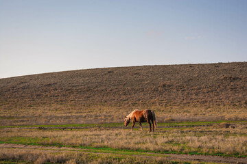 Horses in the pasture
