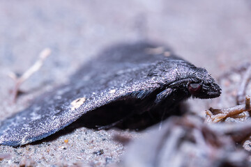 side view of a black moth on the ground with defocus background and foregorund