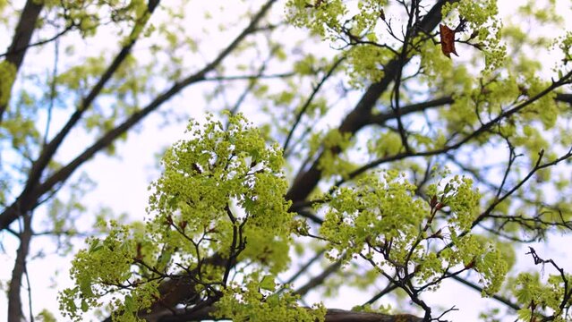 blooming maple tree branches at early spring day. Acer tree covered in green umpel bloom