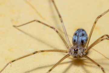 a household spider on the top of a yellow wall