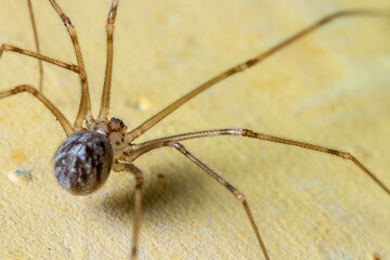a household spider on the top of a yellow wall