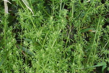 Catchweed (Galium spurium) flowers. Rubiaceae annual plants. Small yellow-green flowers with a diameter of 1.5 mm bloom from May to June.