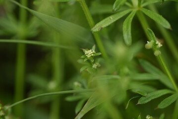 Catchweed (Galium spurium) flowers. Rubiaceae annual plants. Small yellow-green flowers with a diameter of 1.5 mm bloom from May to June.