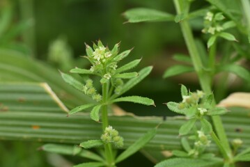 Catchweed (Galium spurium) flowers. Rubiaceae annual plants. Small yellow-green flowers with a...