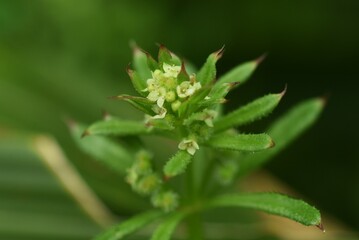 Fototapeta na wymiar Catchweed (Galium spurium) flowers. Rubiaceae annual plants. Small yellow-green flowers with a diameter of 1.5 mm bloom from May to June.