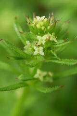 Catchweed (Galium spurium) flowers. Rubiaceae annual plants. Small yellow-green flowers with a diameter of 1.5 mm bloom from May to June.
