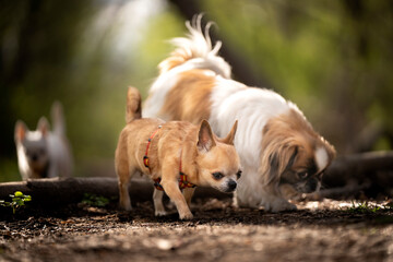 Dwa psy: Chihuahua i pekińczyk idą po leśnej ścieżce 