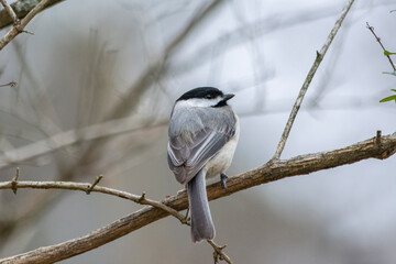 
A lowkey horizontal portrait, photograph of gray tufted titmouse bird perched on a brown limb of a bush with a light gray blurred background. Picture, or photo, is a songbird of the chickadee family 