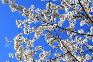 Full bloom pink cherry blossoms or sakura flower tree