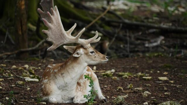 Young male fallow deer in natural environment. Deer Dama dama. Vision Park in Auberive region, France. Slow motion