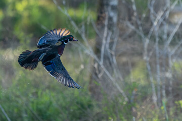 Male Wood Duck in flight
