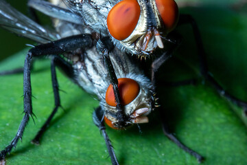 a couple of flies mating on top of a green leaf close up view