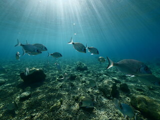Fototapeta na wymiar fish scenery underwater sun beams sun rays underwater mediterranean sea sun shine relaxing ocean scenery