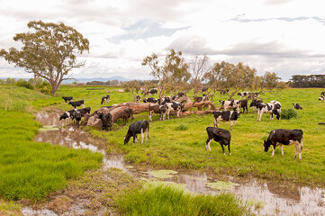 Holstein-Friesian dairy Cows grazing in the Gippsland district of rural Victoria, Australia.