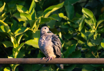 tórtola común desplumándose , tórtola limpiando sus plumas con fondo de hojas de árbol de limones verdosas