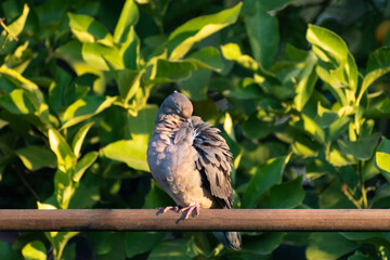 tórtola común desplumándose , tórtola limpiando sus plumas con fondo de hojas de árbol de limones verdosas