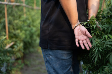 Marijuana Laws. Male hands with Police handcuffs in front of cannabis plant bud. Cannabis and the...