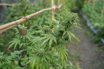 Police handcuffs hang on the cannabis herb in the farm, Cannabis and the Law concepts
