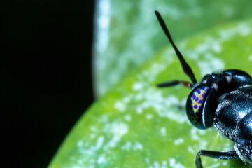 a black fly on the top of a green leaf