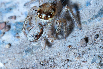 a couple of spiders holding on to the other on the top of a floor