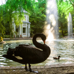 cisne negro © Alvaro