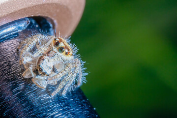 a couple of spiders holding to the other on the top of a black metal bar