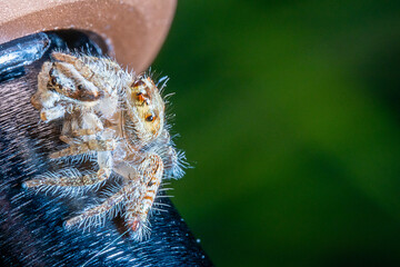 a couple of spiders holding to the other on the top of a black metal bar
