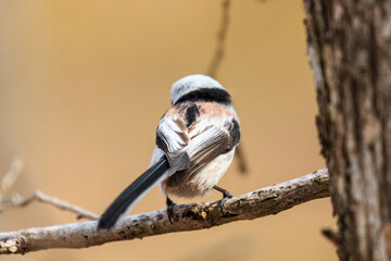 北海道白老町、初春の森で出会ったシマエナガ【4月】