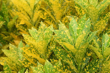 croton plant for garden. home plant decorate concept © surachet99