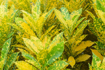 croton plant for garden. home plant decorate concept © surachet99