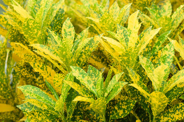 croton plant for garden. home plant decorate concept © surachet99