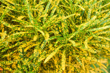 croton plant for garden. home plant decorate concept © surachet99