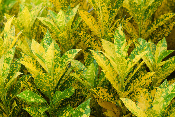 croton plant for garden. home plant decorate concept © surachet99