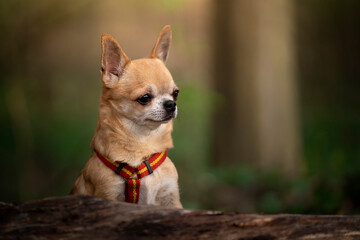 Portret psa rasy chihuahua 