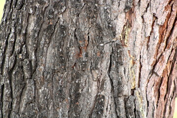 Naklejka premium tree texture