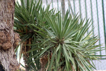 pine tree branches