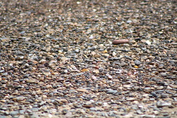 shells on the beach