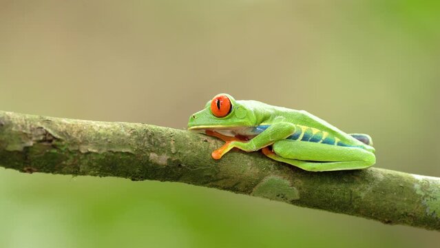 a red-eyed tree frog opens its eyes wider and turns its head towards the camera at a garden of sarapiqui in costa rica