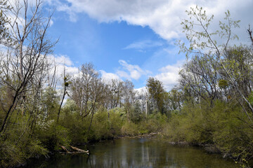 Fototapeta na wymiar Alluvial forest river during springtime