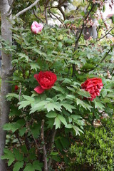 Tree peony blossoms. Paeoniaceae deciduous shrub. From April to June, flowers of multiple colors such as red, white and purple bloom.