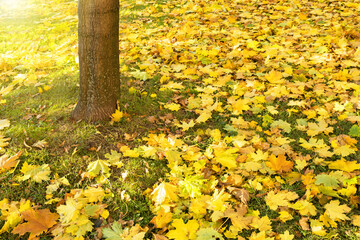 Yellow and orange autumn leaves. Fall leaves background with copy space.