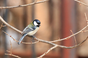 Fototapeta premium 北海道滝川市、公園で出会ったヒガラ【4月】