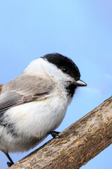 北海道滝川市、公園で出会ったコガラ【4月】