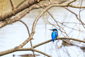 北海道滝川市、池のほとりで魚を待つカワセミ【4月】