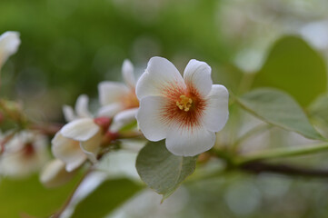 ヤマボウシ亜属のハナミズキ