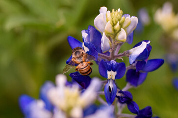 Honeybee on Texas Bluebonnet flower