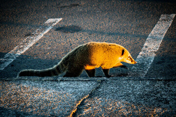 Animal na pista