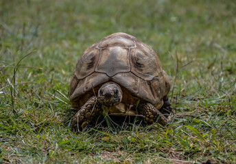Leopard tortoise closeup with hard shell in africa