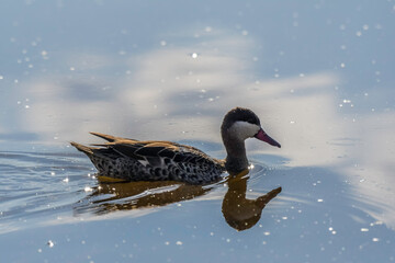 Red billed duck or Red billed teal swimming in Marievale bird sanctuary nigel South Africa
