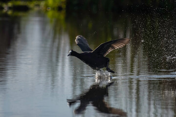 Red knobbed coot bird in action during sunset in South Africa